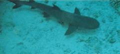 Molokini Whitetip Shark 3.jpg